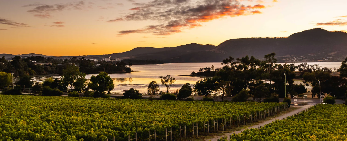 Taste Tasmanian Pinot Noir
