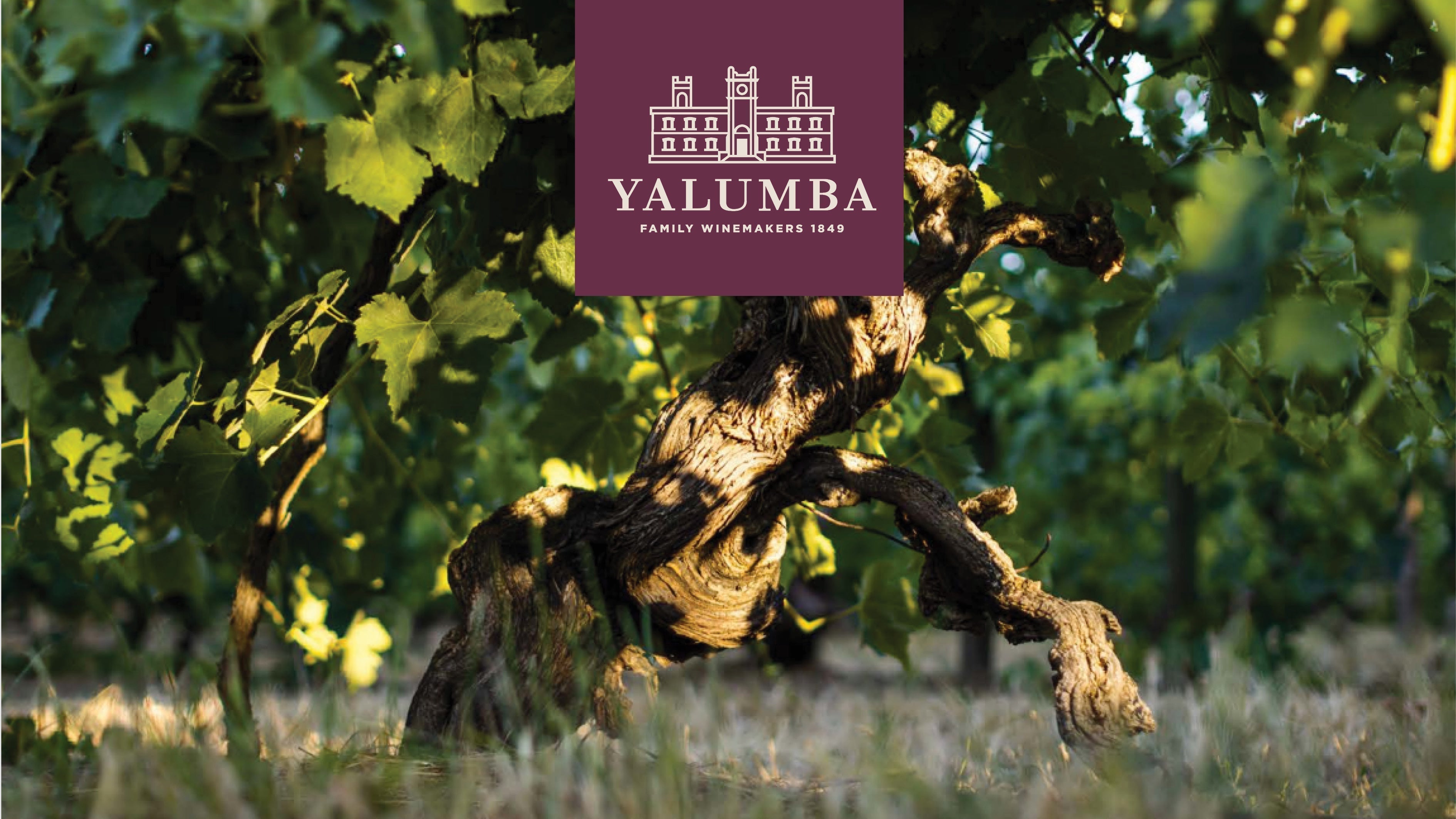 Yalumba's Historic 100 point Release